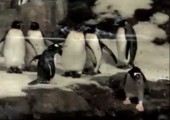 Der Ninja Pinguin