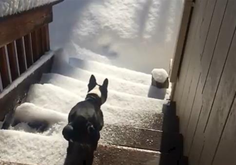 Der letzte Sprung in den Schnee