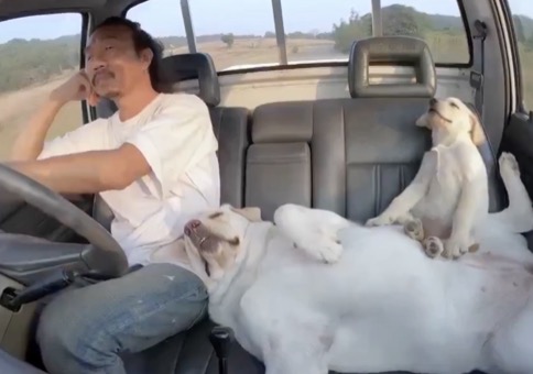 Chillige Autofahrt mit den Hunden