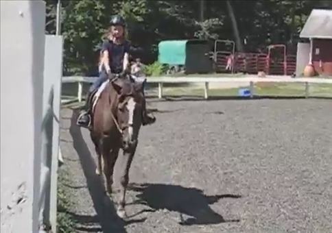 Dicker Pferdefurz in der Reitschule