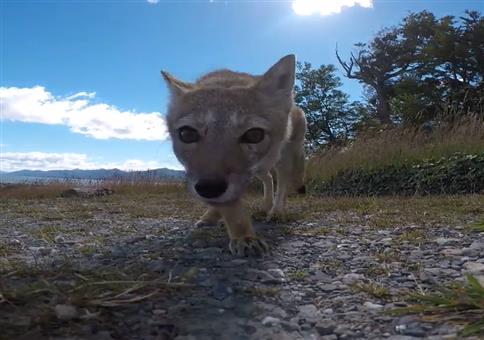 Fuchs du hast die Cam gestohlen