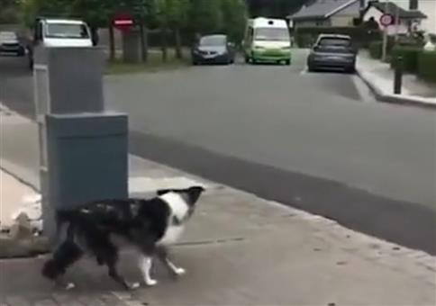 Hund freut sich auf den Eismann