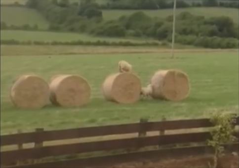 Parkour Schafe in Irland