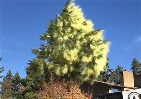 Baum fällen - Ein Fest für Allergiker