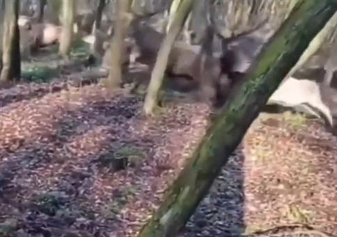 Mittendrin im Wildwechsel