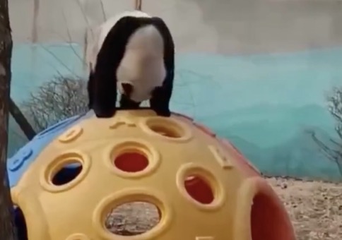 Panda auf Klettergerüst